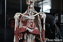 VBS_2877 - Mostra Body Worlds